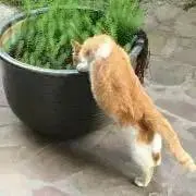 ぴのこ