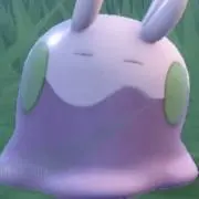 紫苑の画像