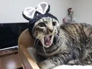 ぷくぽの画像