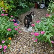 どんちゃん