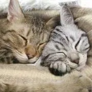 ねこママ