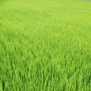 すだちょすの画像