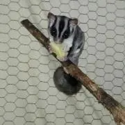 ふくろう3の画像