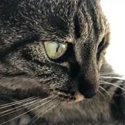 春