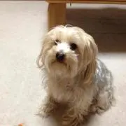 よっこ