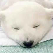 りこひめの画像