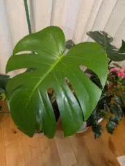 てんてんの画像