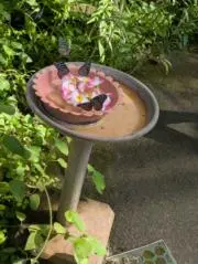 ぱぴよんの画像