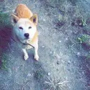 たけの画像