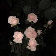 海苔の佃煮の画像