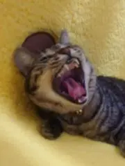 憂憂の画像