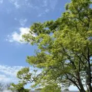 KTの画像