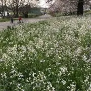 Makiの画像