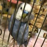 RIQの画像