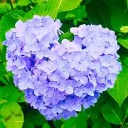 みーこの画像