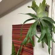 shinの画像
