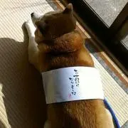 こたろうの画像