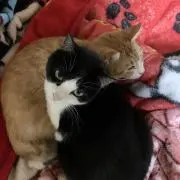 やきとりけん太の画像