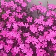 ☆chinatsu☆の画像