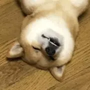 maiの画像