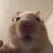 jisの画像