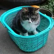 橋本