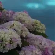 フラワーフラワーの画像