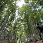 s33の画像