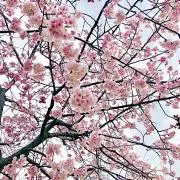 さくらの画像