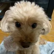 メイプルの画像