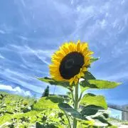 koseiの画像
