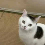 マッキーの画像
