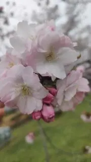ミツアミの画像