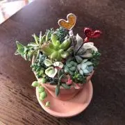 こつか✿*.゜の画像