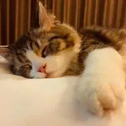 Rikuの画像