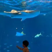 ひーちゃんの画像