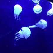 みいの画像