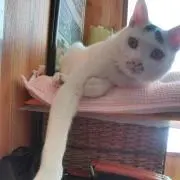 あややの画像