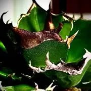 Kaj7の画像