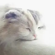 どんぐりさん