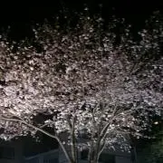 みやび