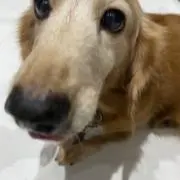 ピッグの画像