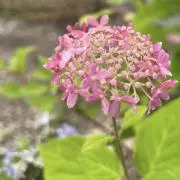 yujaの画像