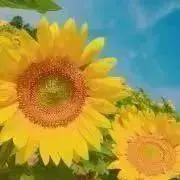 ひまわりの画像