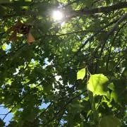 papillonの画像