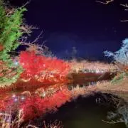 まゆの画像