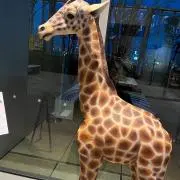 てんぱいあ