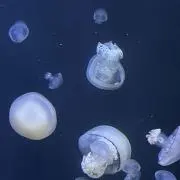 Reiの画像