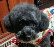 モンちゃんの画像