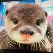 きっくん